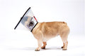 MDC Smart Collar Gr. 4, 23.5cm 5 pces, assorti - Collerettes