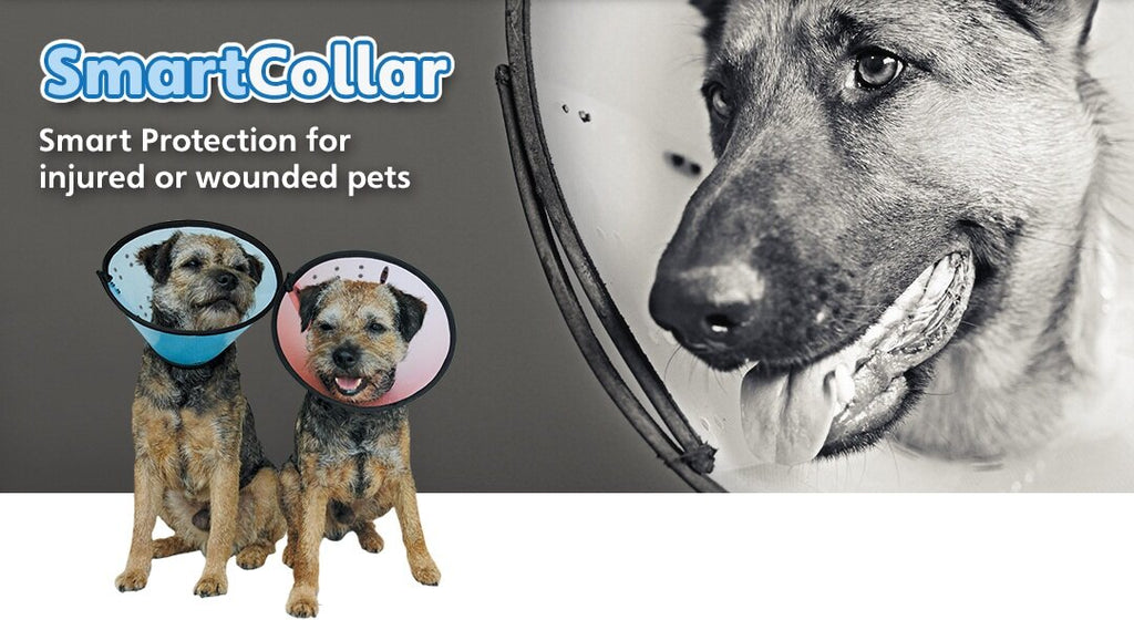 MDC Smart Collar Gr. 4, 23.5cm 5 pces, assorti - Collerettes