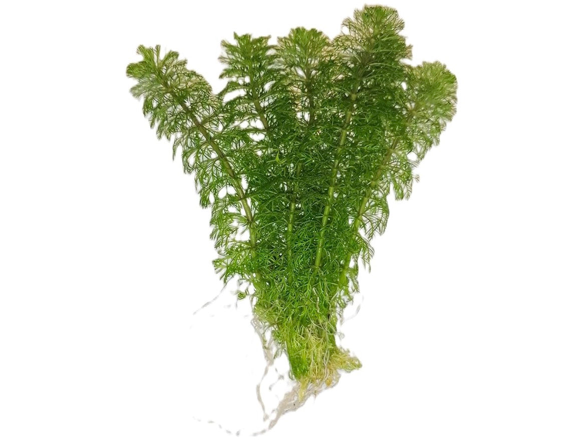 Fish Plant Aqua Foliage