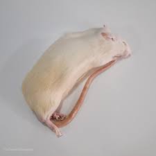large rats