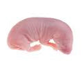 MOUSE PINKIES LARGE