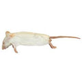 Medium Mice
