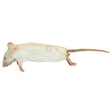 Medium Mice