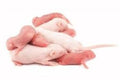 MN MOUSE MEDIUM 15-20G 5PACK