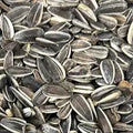 1KG SUNFLOWER SEEDS