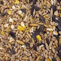 1KG WILD BIRD SEED