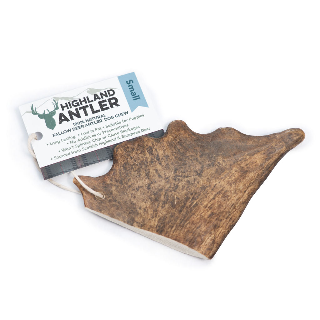 Highland Fallow Antler