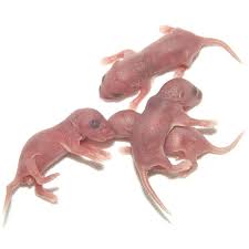 mouse pinkies small